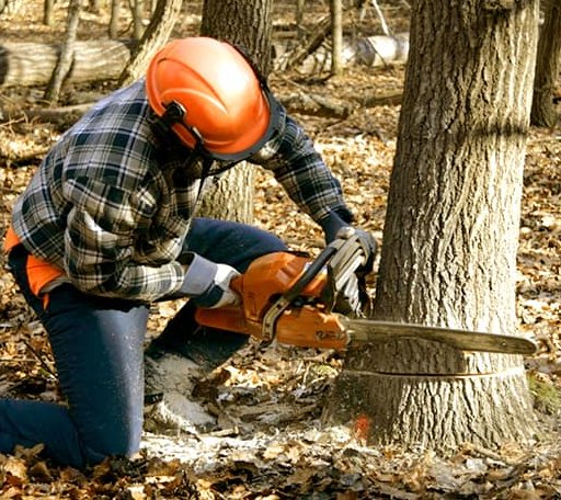 Tree Removal in Hallsville, TX